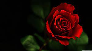 Maybe you would like to learn more about one of these? Rose 4k Hd Desktop Wallpapers For 4k Ultra Hd Tv Ultra Hd 4k Rose 3554x1999 Wallpaper Teahub Io