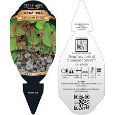 Image result for Buchnera subglabra