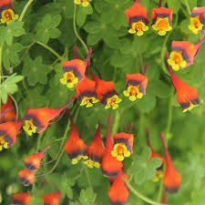 Image result for Tropaeolum