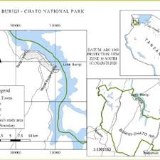 Image result for Zanthoxylum usambarense