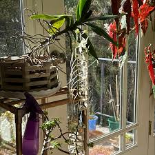 Image result for Aerangis