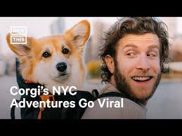 Maxine the Corgi's NYC Adventures Go Viral