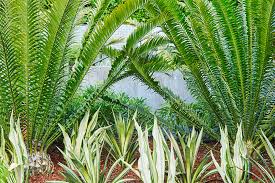 Image result for Encephalartos