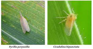 In many african countries, the average maize these insect pests of maize cause damage to the plant and these cause stress to the plant. Pest Management Icar Indian Institute Of Maize Research