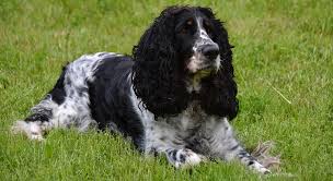 Image result for Velký münsterlandský ohař