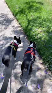 Enjoying all of the gorgeous colors🍁 . . . #foliage #portrait  #dogsofinstagram #puppiesofinstagram #bostonterrier #shinypenny