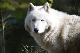 Guy 2021 Julie Lawrence