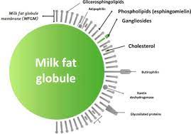 Milk Fat An Overview Sciencedirect Topics