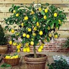 Citronnier En Pot A Faire Pousser A Partir D Un Simple Pepin Jardins Jardinage Idees Jardin