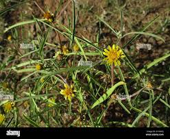 Image result for Geigeria burkei