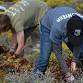 Volunteer Event - Iceplant Removal Wednesday - Salinas River National Wildlife Refuge Event Image