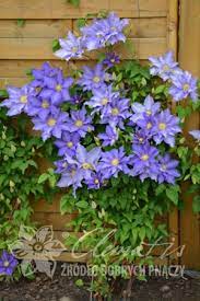 Clematis Anna German Clematis Lilac Flowers Flowers
