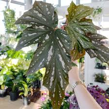 Get care tips for growing angel wing begonias indoors, suggestions for angel begonia varieties. Begonia Angel Wing Botaniful