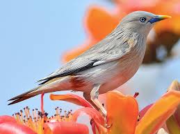 Spacex is developing a low latency, broadband internet system to meet the needs of consumers across the globe. Chestnut Tailed Starling Ebird