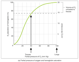 22 5 Transport Of Gases Anatomy And Physiology