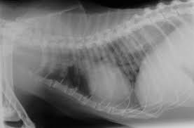 If the cancer originates in other parts of the body, the coughing will not be present in the initial stages of the disease. Lung Pulmonary Neoplasia In Cats Vetlexicon Felis From Vetlexicon Definitive Veterinary Intelligence