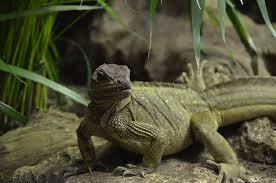 Check spelling or type a new query. Philippine Sailfin Lizard Hydrosaurus Pustulatus Inaturalist