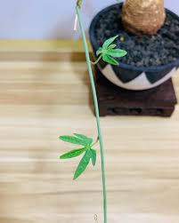 Image result for Adenia stenodactyla