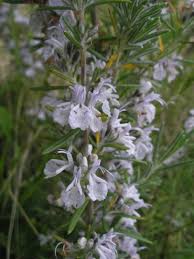 Image result for Rosmarinus officinalis