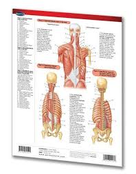 All anatomy charts are available in 19.7 x 26.6 in (50 x 67 cm). Muscular System Functions Head Torso Quick Reference Guide