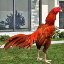 Bentuk dan model kaki ayam petarung pukul saraf/ko : Jual Kyojin Pakan Ayam Bangkok Raksasa Jakarta Barat Tokoopii2 Tokopedia