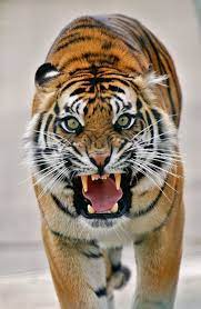 pin by tyrogynphi norie on arab muslim israeli lioness princesses stuff xii animals wild big cats animals beautiful