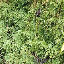 Image result for Selaginella auquieri