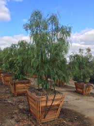 Image result for Schinus