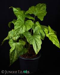 Image result for Cercestis congensis