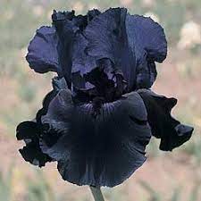 A Household Name For All Your Vegetable Flower Seeds Since 1820 Black Flowers Bulb Flowers Iris Flowers