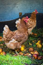 Alimentation Poule Alimentation Poule Poulailler Elevage De Poules