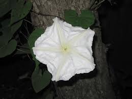 Image result for Ipomoea vernalis