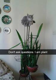 Cat Kitten Felidae Cat Food Dog Meow Funny Animal Don T Ask Questions I Am Plant Funny Animals Funny Cat Photos Cute Animals