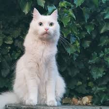 The iris, or colored part of the eye. 9 Beautiful White Cats And Kittens