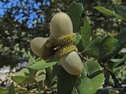 Image result for Daknopholis