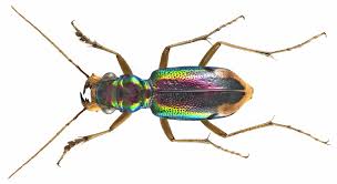 Image result for Kyllingiella microcephala