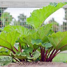 How big of a space do you need to plant rhubarb? Growing Rhubarb Tips Tricks For A Good Harvest