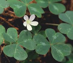 Image result for Oxalis anthelmintica