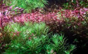 Aquarium Pflanzen Richtig Kurzen Und Teilen Aquascaping Wiki Aquasabi