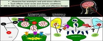 Psychotropic Effects Of L Theanine And Its Clinical Properties From The Management Of Anxiety And Stress To A Potential Use In Schizophrenia Sciencedirect