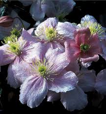 Here, a clematis montana is growing through a crab apple, malus x zumi 'golden hornet'. Clematis Montana Mayleen Farmyard Nurseries