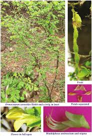 Image result for Ormocarpum