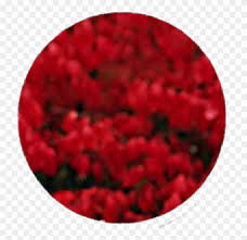 Circle Red Black Flower Smoke Aesthetic Tumblr Fortnite Nog Ops Background Clipart 2639771 Pikpng See more ideas about red, black and red, red aesthetic. circle red black flower smoke aesthetic