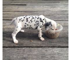 The name dalmatian derives from 'dalmatia', the likely region of origination. Registered Akc Dalmatian Puppies For Sale Dalmatian Puppies For Sale Puppies For Sale Dalmatian Puppy