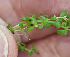 Image result for Callitriche