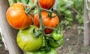They are smaller than normal tomato plants and generally need no staking but still produce well. Indeterminate Vs Determinate How To Support Your Tomato Plants Stoney Creek Farm
