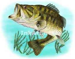 Full Color Illustration Of A Largemouth Bass Micropterus Salmoides Bass Fishing Pictures Fish Drawings Fish