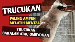 Mengenal lebih dekat burung flamboyan | perbedaan jantan dan betina flamboyan. Rekomendasi Makanan Burung Trucukan Agar Gacor Lengkap