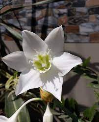 Check spelling or type a new query. White Flower White Flowers Flowers Plants