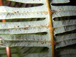 Image result for Dicranopteris elegantula